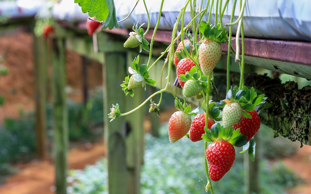 Strawberry plants growing in Cameron Highlands farm during a full-day tour from Kuala Lumpur.