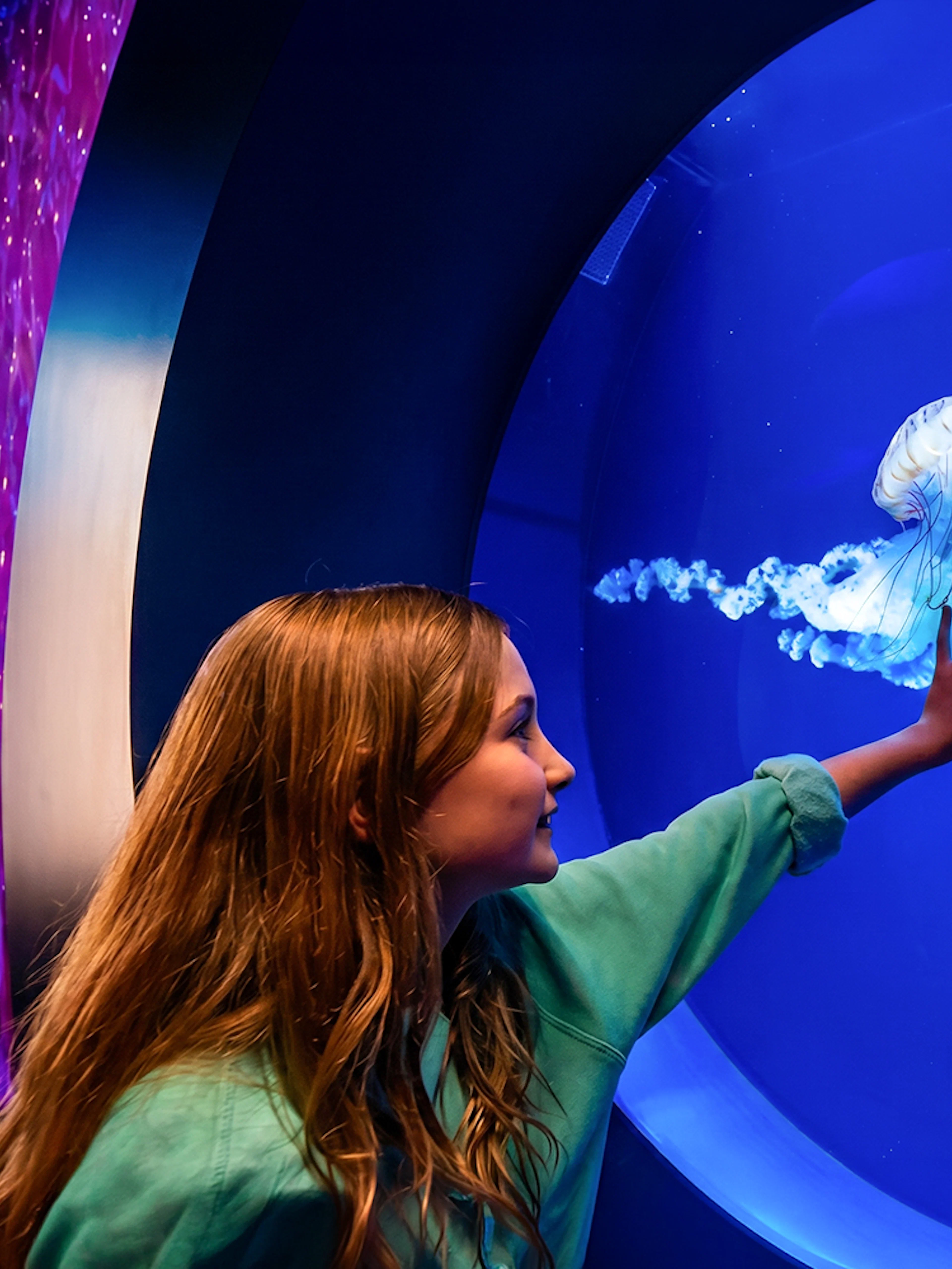Child observing jellyfish at SeaWorld San Diego aquarium exhibit.