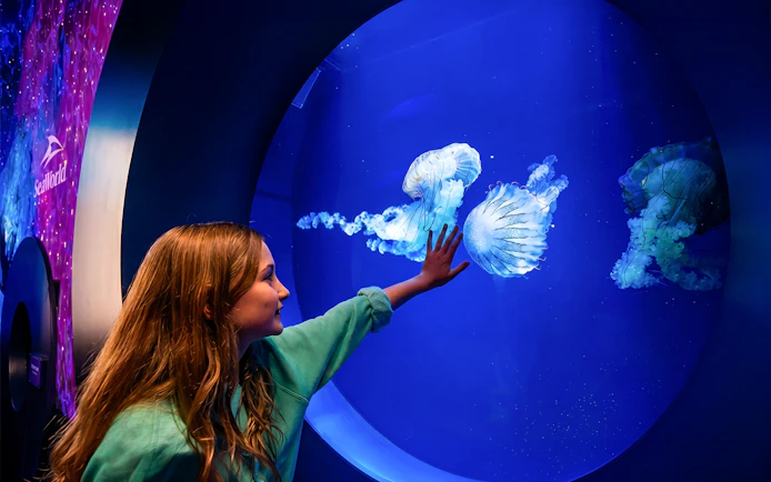 Child observing jellyfish at SeaWorld San Diego aquarium exhibit.