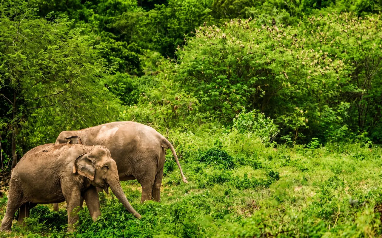 Two elephants walking through a dense, green jungle landscape.