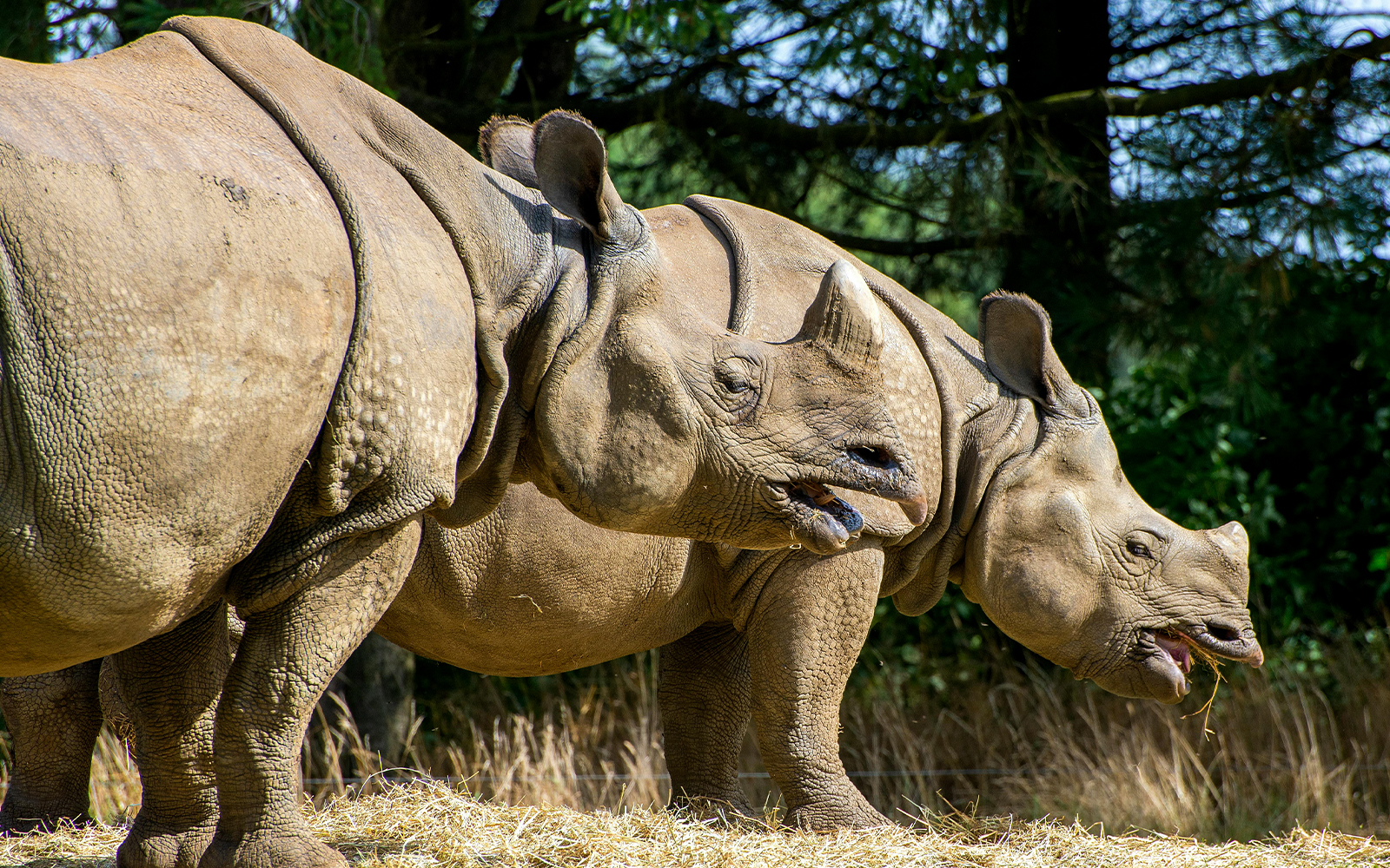 Rhinos grazing at Whipsnade Zoo, surrounded by trees.