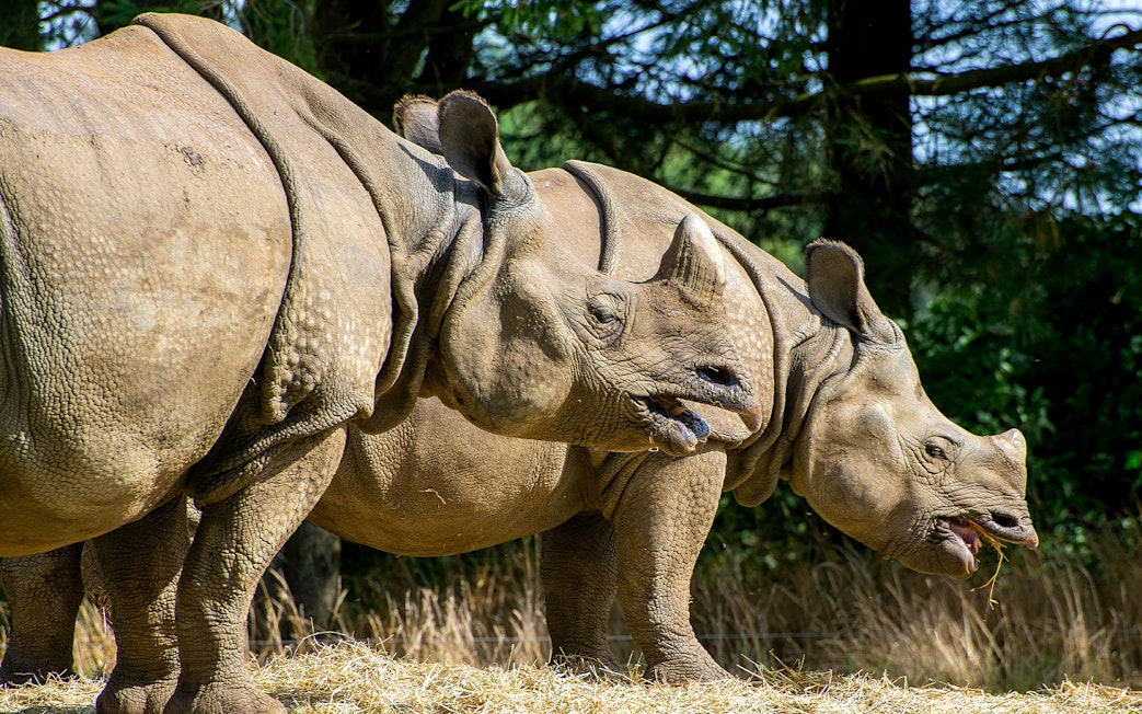 Rhinos grazing at Whipsnade Zoo, surrounded by trees.