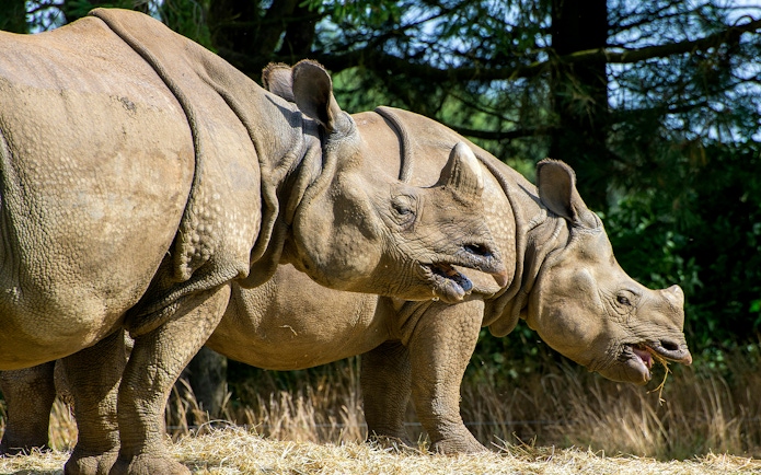 Rhinos grazing at Whipsnade Zoo, surrounded by trees.