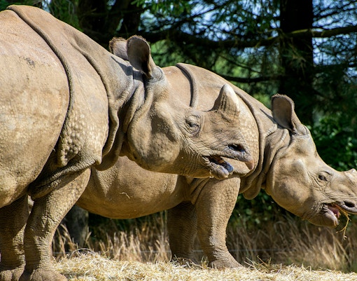 Rhinos grazing at Whipsnade Zoo, surrounded by trees.