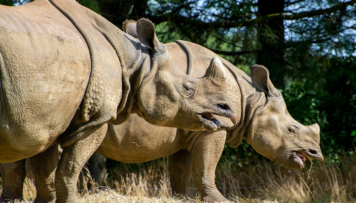 Rhinos grazing at Whipsnade Zoo, surrounded by trees.