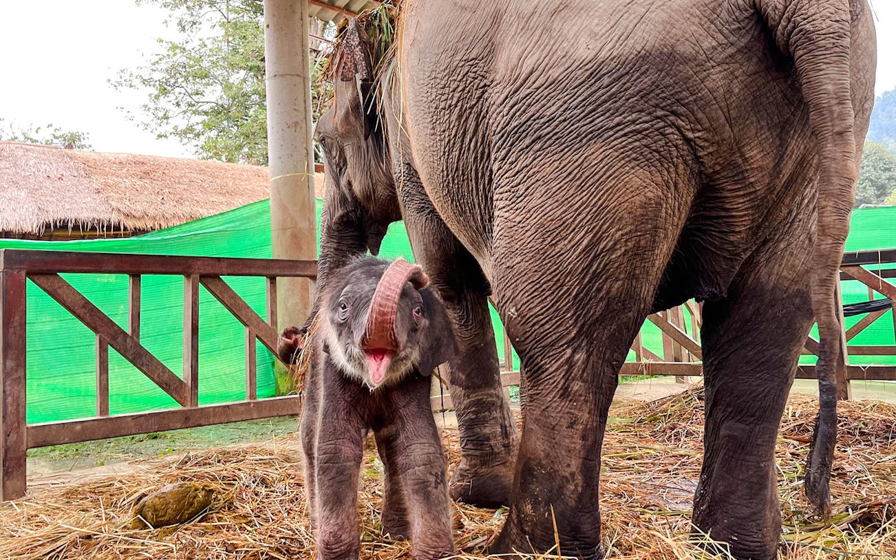 Young elephant with open mouth beside mother in a hay-filled shelter, Chiang Mai.
