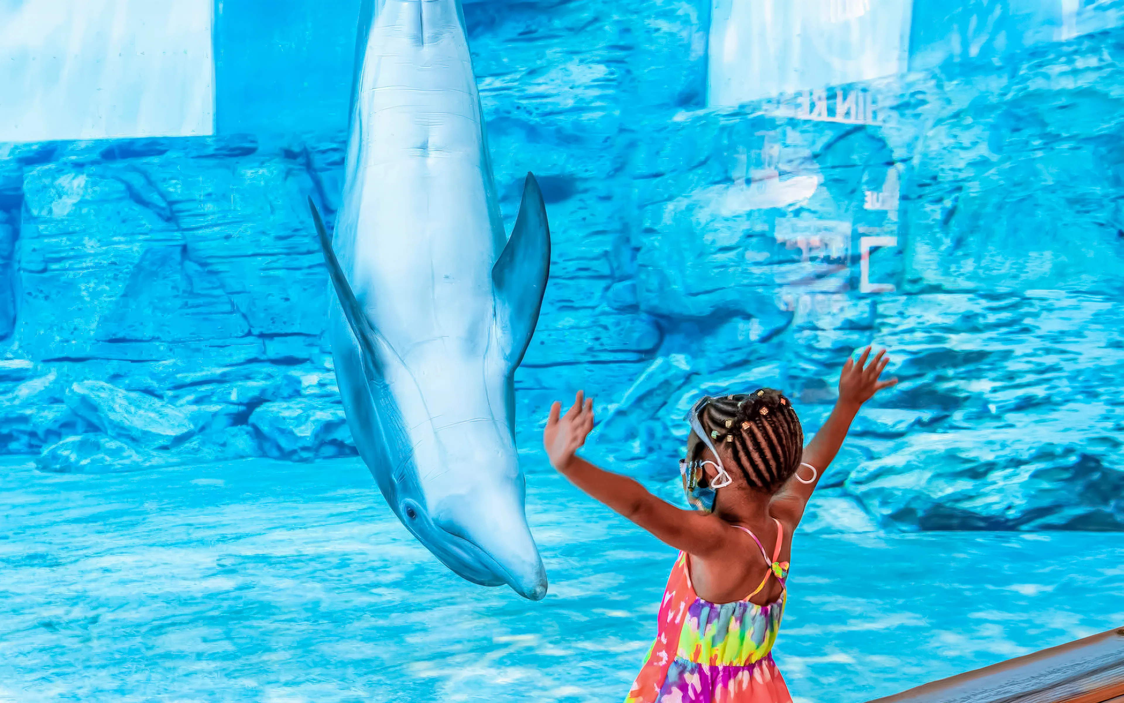 Child interacting with dolphin at Clearwater Marine Aquarium.