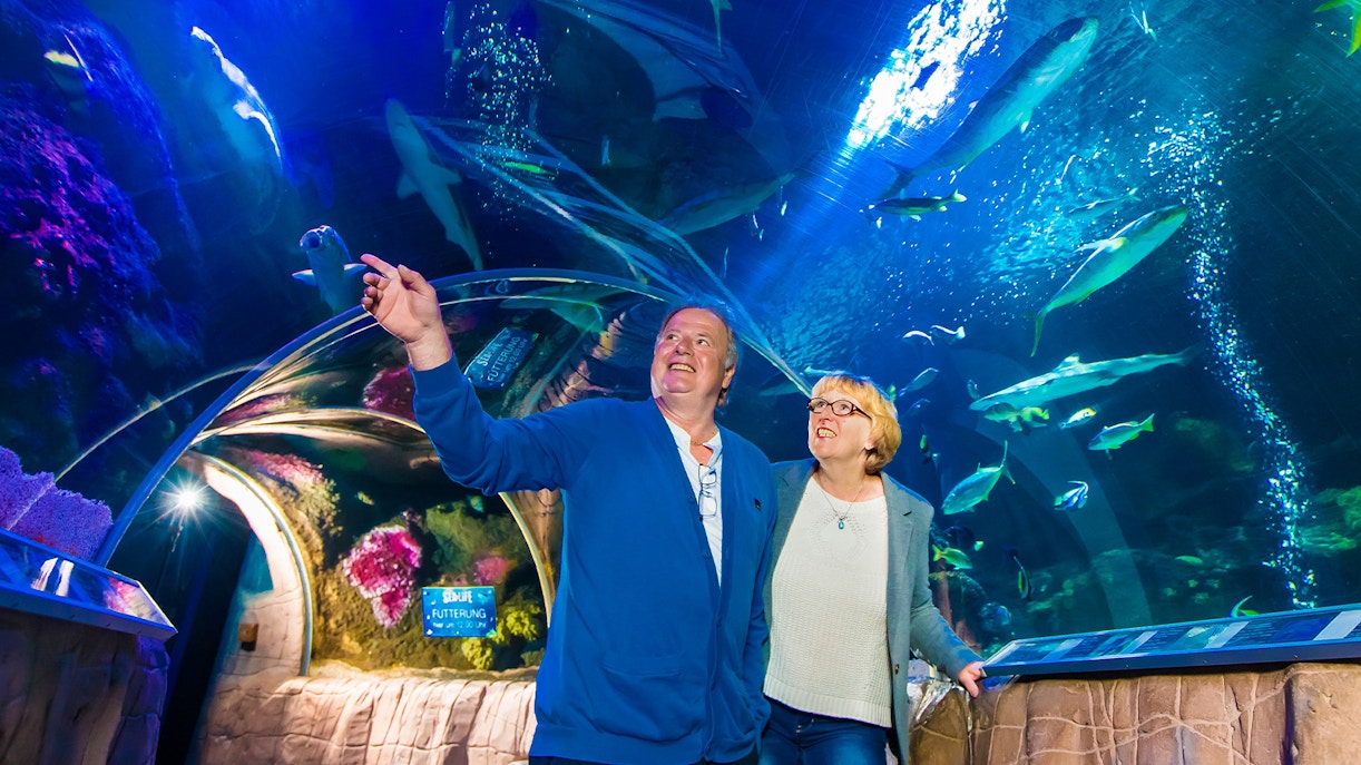 Why visit SEA LIFE Timmendorfer Strand?
