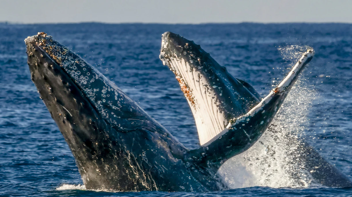 Whales breaching during Gold Coast luxury yacht whale watching tour.