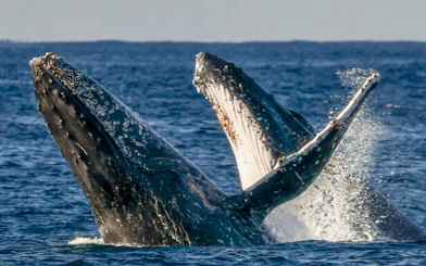Whales breaching during Gold Coast luxury yacht whale watching tour.