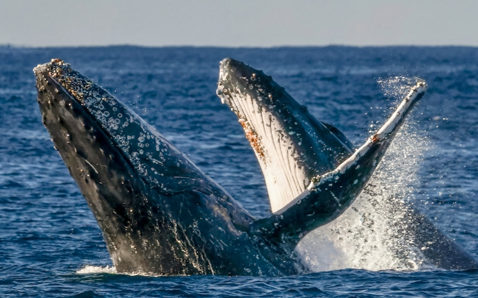 Whales breaching during Gold Coast luxury yacht whale watching tour.