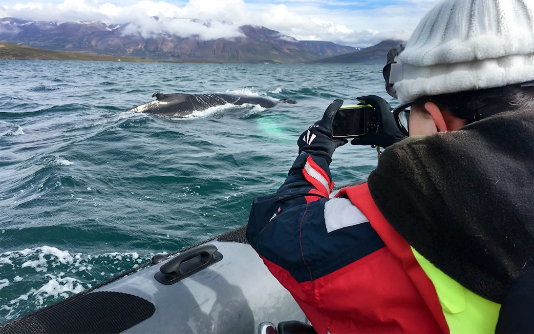 Guests photographing a whale near their boat on a whale watching tour in Akureyri.