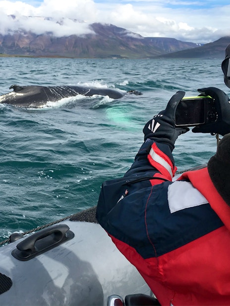 Guests photographing a whale near their boat on a whale watching tour in Akureyri.