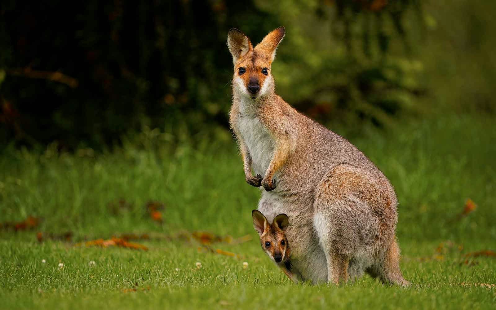 Red-necked wallaby
