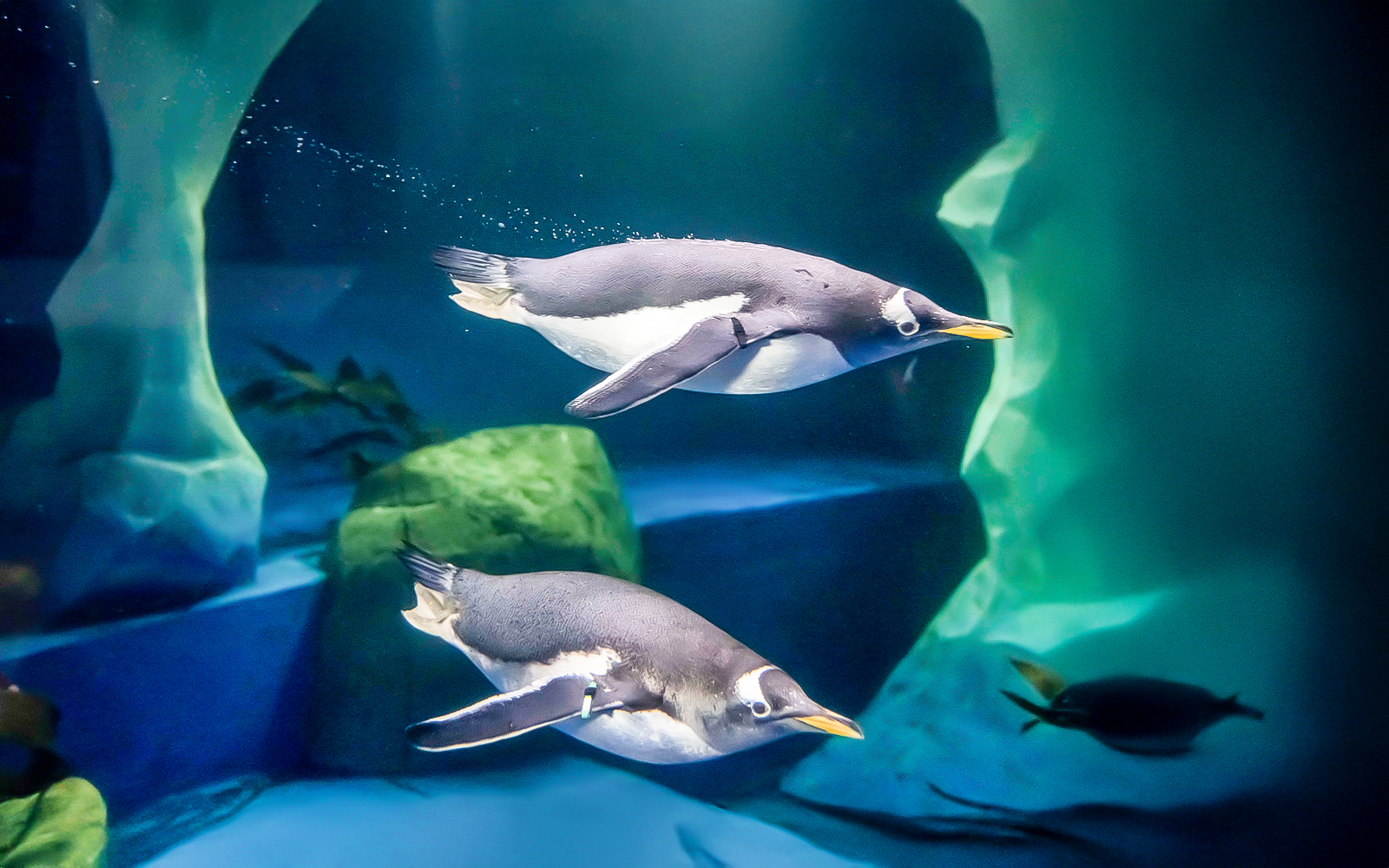 Penguins swimming in the aquarium tank at Sea Life Konstanz, Germany.
