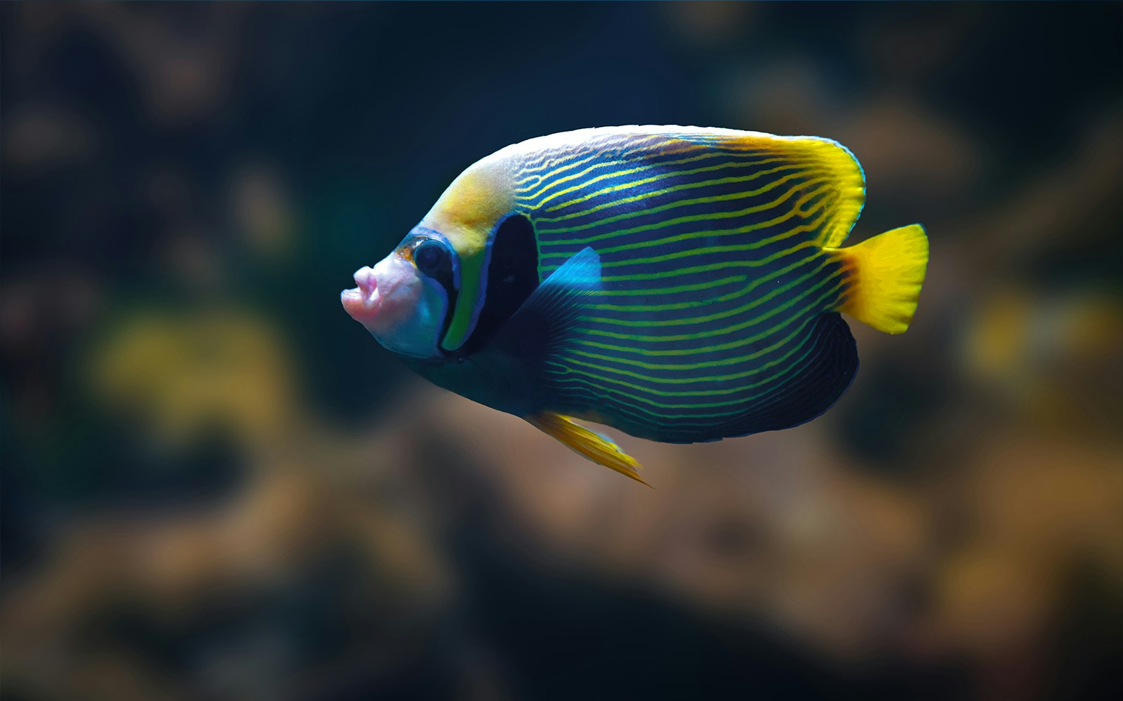 Emperor Angelfish swimming at Istanbul Aquarium.