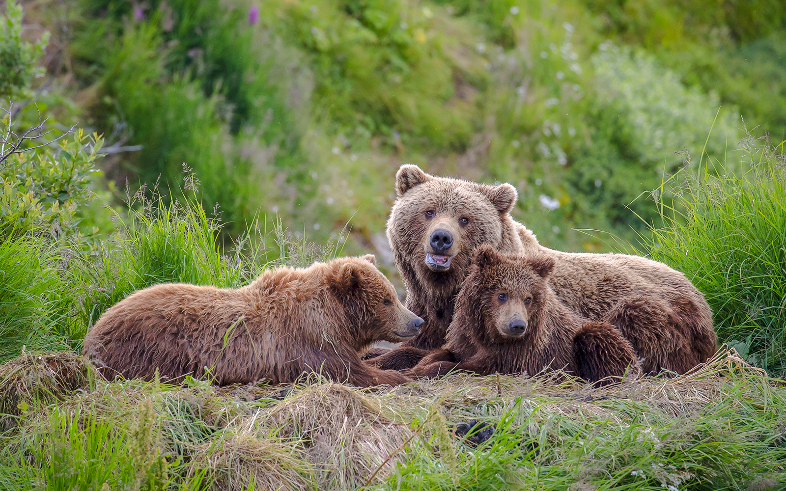 Bears resting in lush greenery at Bear Sanctuary, Romania.