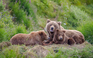 Bears resting in lush greenery at Bear Sanctuary, Romania.