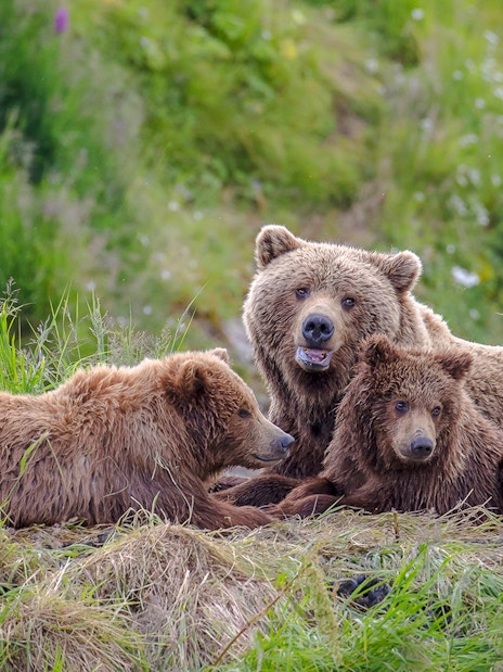 Bears resting in lush greenery at Bear Sanctuary, Romania.