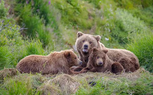 Bears resting in lush greenery at Bear Sanctuary, Romania.