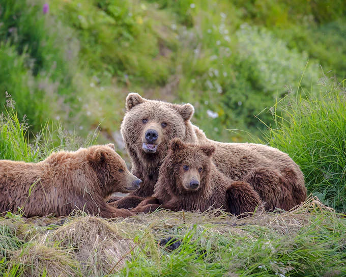 From Bucharest: Bear Sanctuary, Bran Castle & Brasov Day Tour