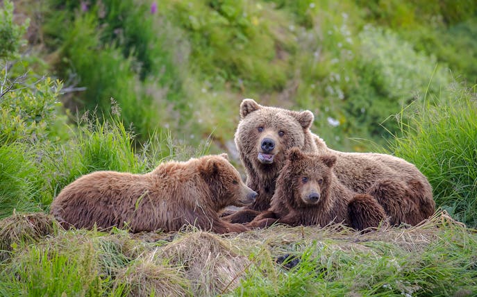 Bears resting in lush greenery at Bear Sanctuary, Romania.
