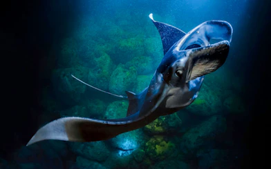 Manta ray swimming over rocky ocean floor.
