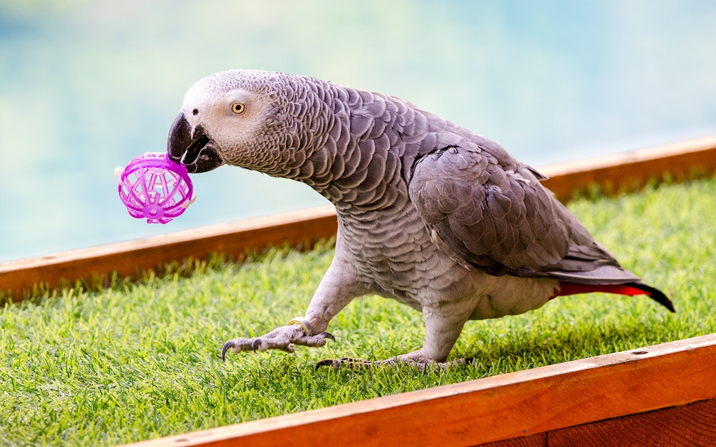 Grey parrot holding a toy at Emirates Park Zoo animal show, UAE.