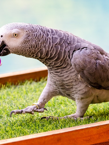 Grey parrot holding a toy at Emirates Park Zoo animal show, UAE.