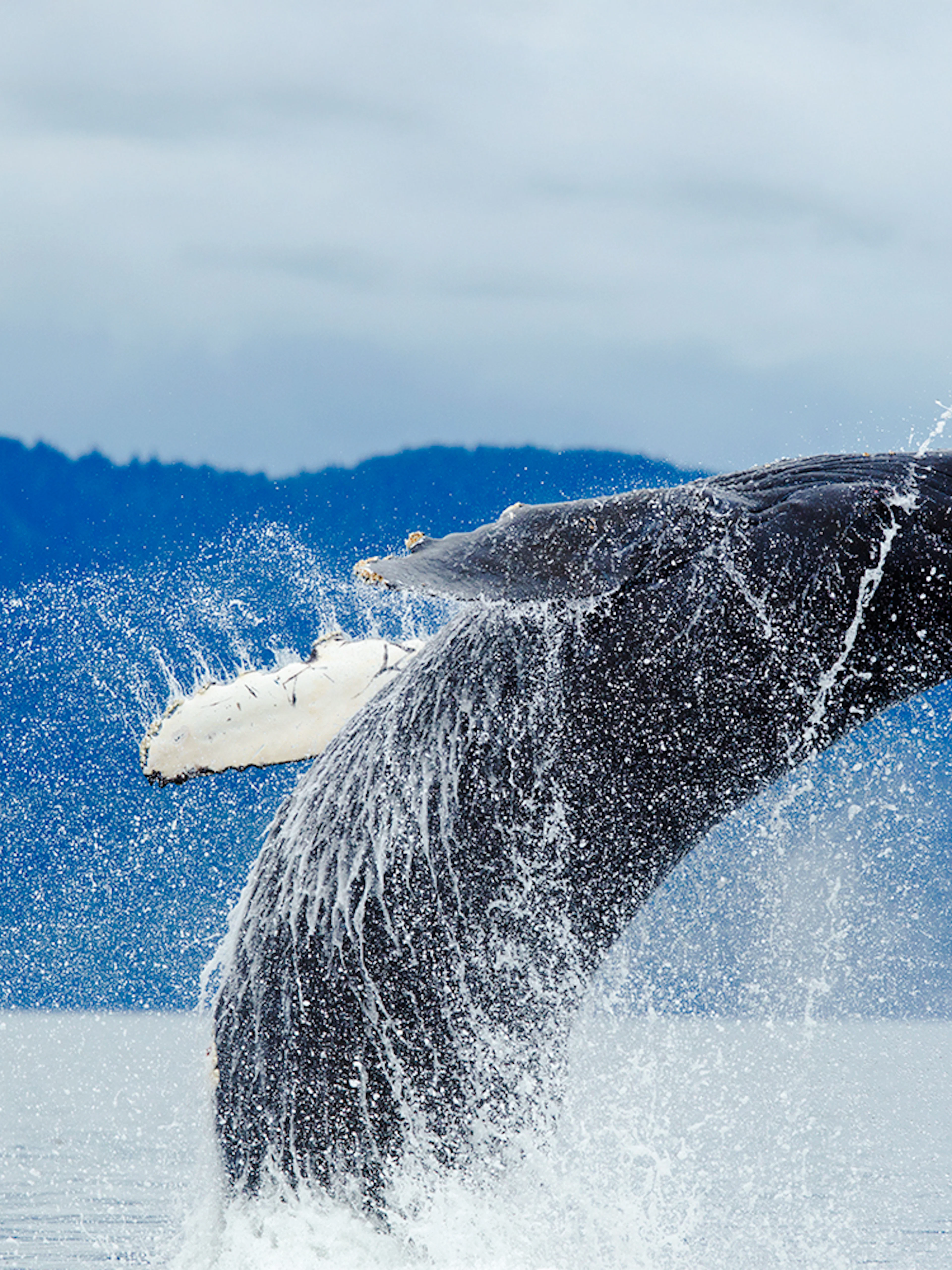 Breaching humpback whale in Alaska with mountains in the background.