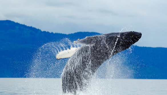 Breaching humpback whale in Alaska with mountains in the background.