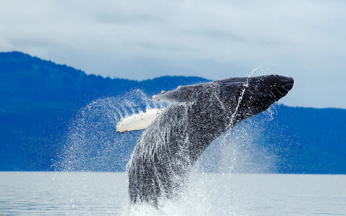Breaching humpback whale in Alaska with mountains in the background.