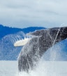 Whale watch cruise on a jet boat