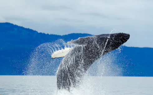 Breaching humpback whale in Alaska with mountains in the background.