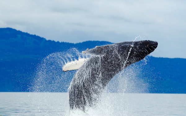 Juneau Jet Boat Whale Watching Tour