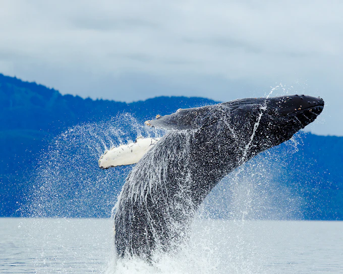 Juneau Jet Boat Whale Watching Tour