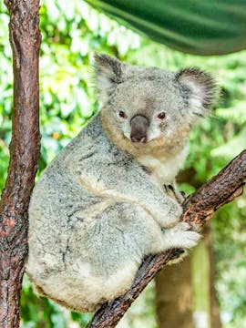 Koala Park Sydney Tickets