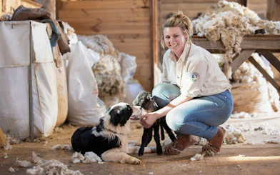 Ranger with sheepdog and lamb at Churchill Island farm.