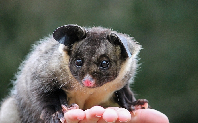 Possum on a hand at Moonlit Sanctuary Wildlife Park.