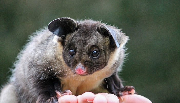 Moonlit Sanctuary Wildlife Park Admission Tickets