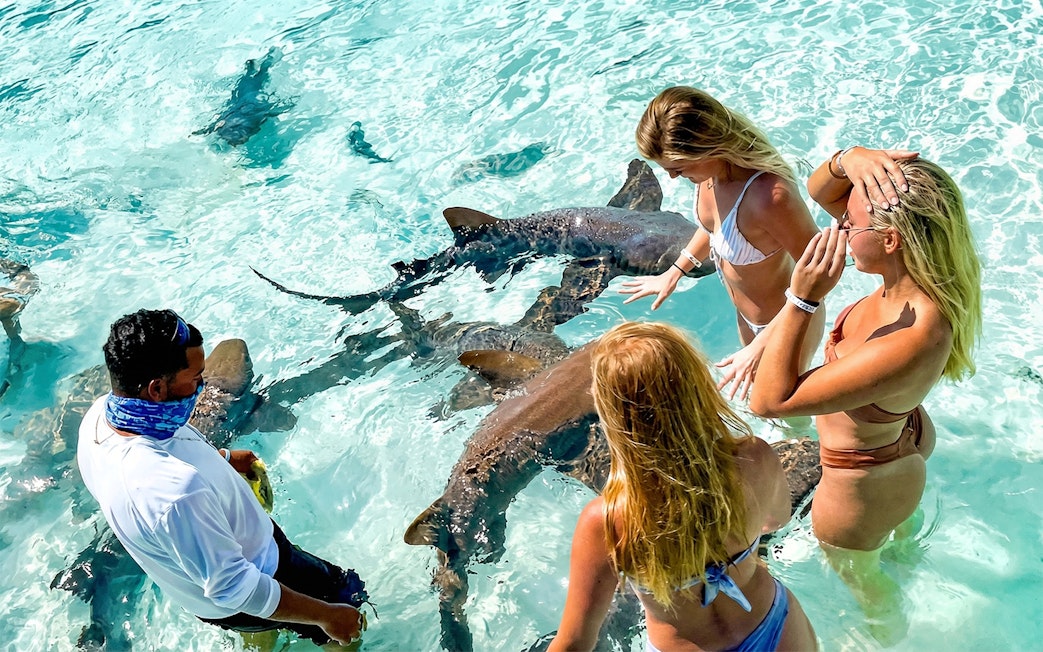 People swimming with nurse sharks in clear Exuma waters, Bahamas.