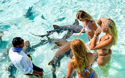 People swimming with nurse sharks in clear Exuma waters, Bahamas.