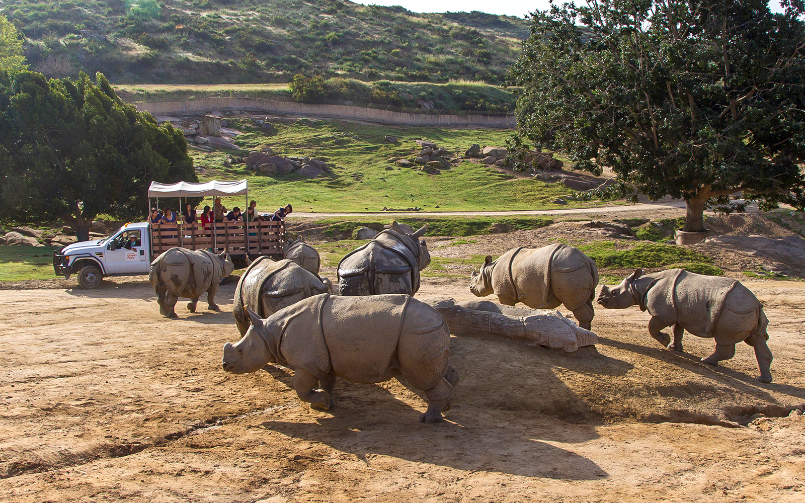Tourist looking at rhinos from safari car