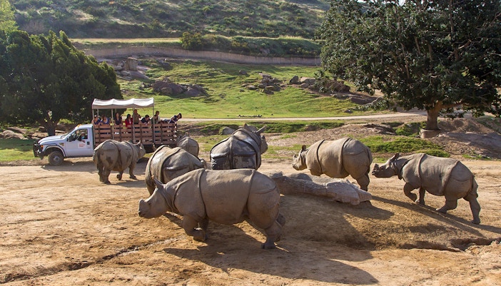 Tourist looking at rhinos from safari car