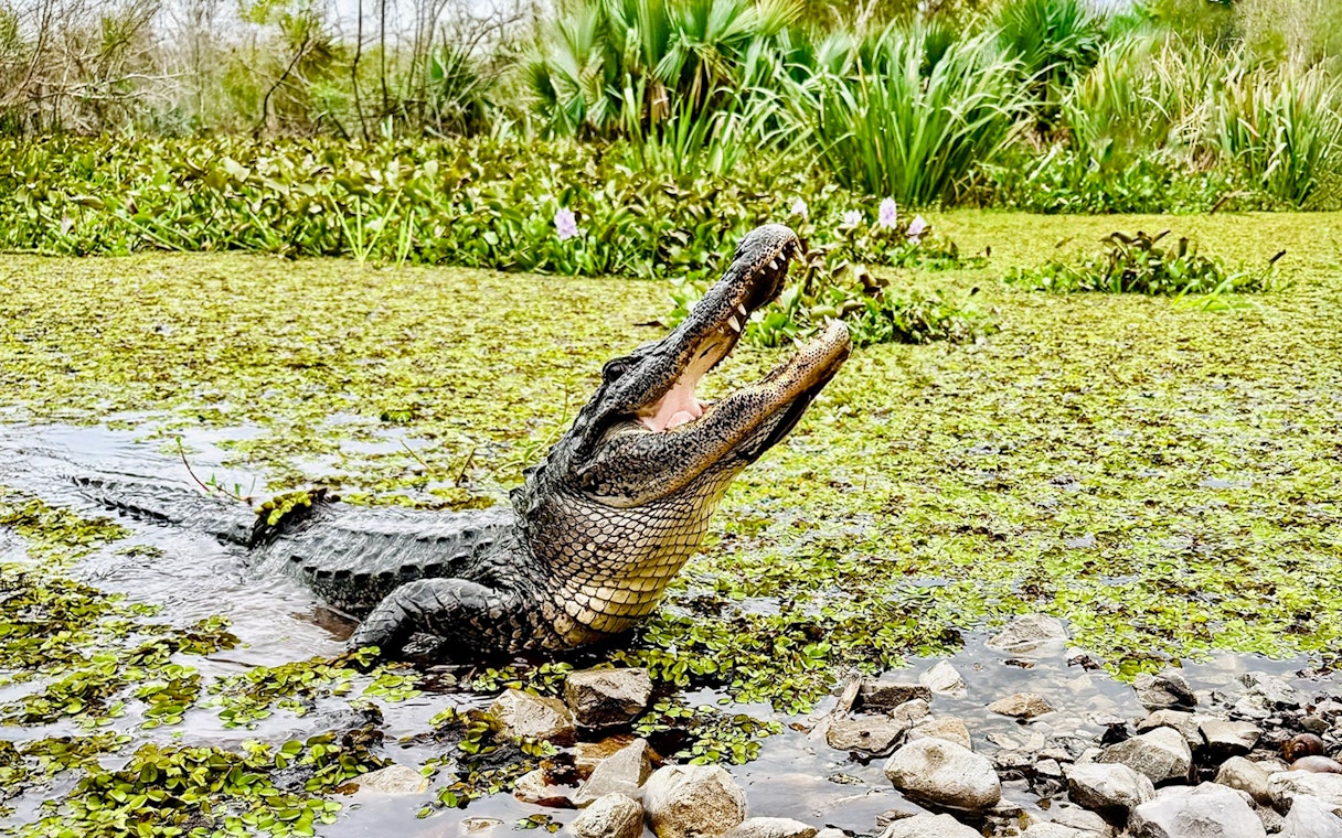 Alligator in a lush Louisiana swamp during Swamp Tour & Oak Alley Plantation Tour.