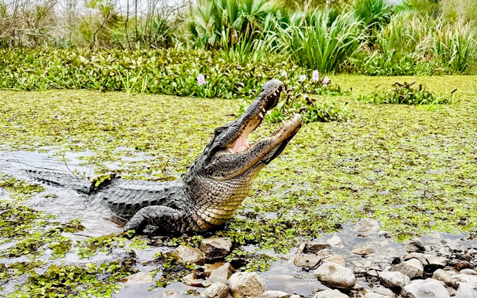 Alligator in a lush Louisiana swamp during Swamp Tour & Oak Alley Plantation Tour.