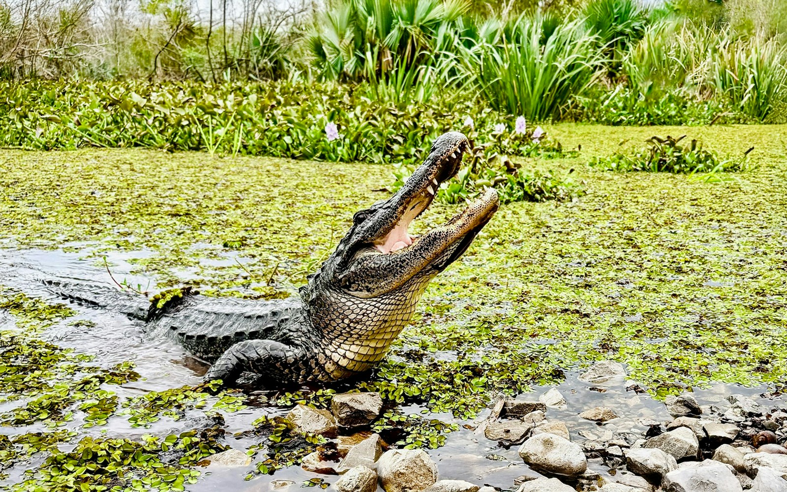 Alligator in a lush Louisiana swamp during Swamp Tour & Oak Alley Plantation Tour.