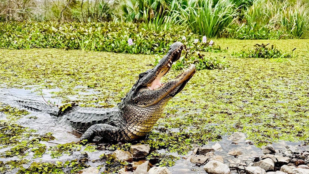 Alligator in a lush Louisiana swamp during Swamp Tour & Oak Alley Plantation Tour.