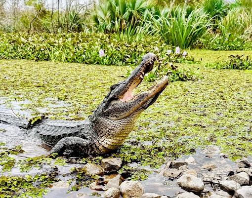 Alligator in a lush Louisiana swamp during Swamp Tour & Oak Alley Plantation Tour.