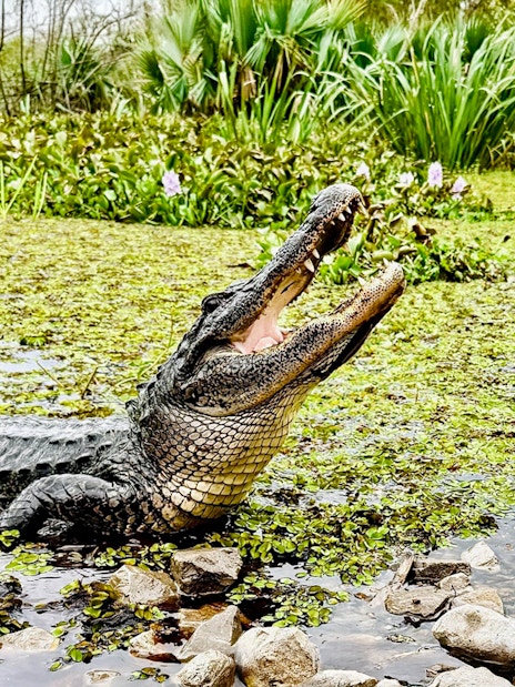 Alligator in a lush Louisiana swamp during Swamp Tour & Oak Alley Plantation Tour.